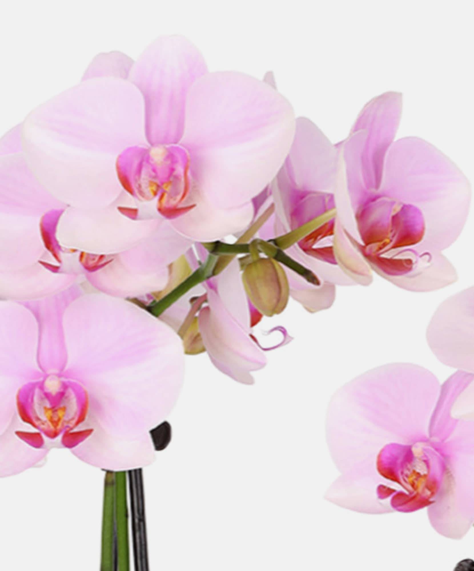 Delicate pink orchid flowers thrive in a floral arrangement, showcasing elegant blossoms.