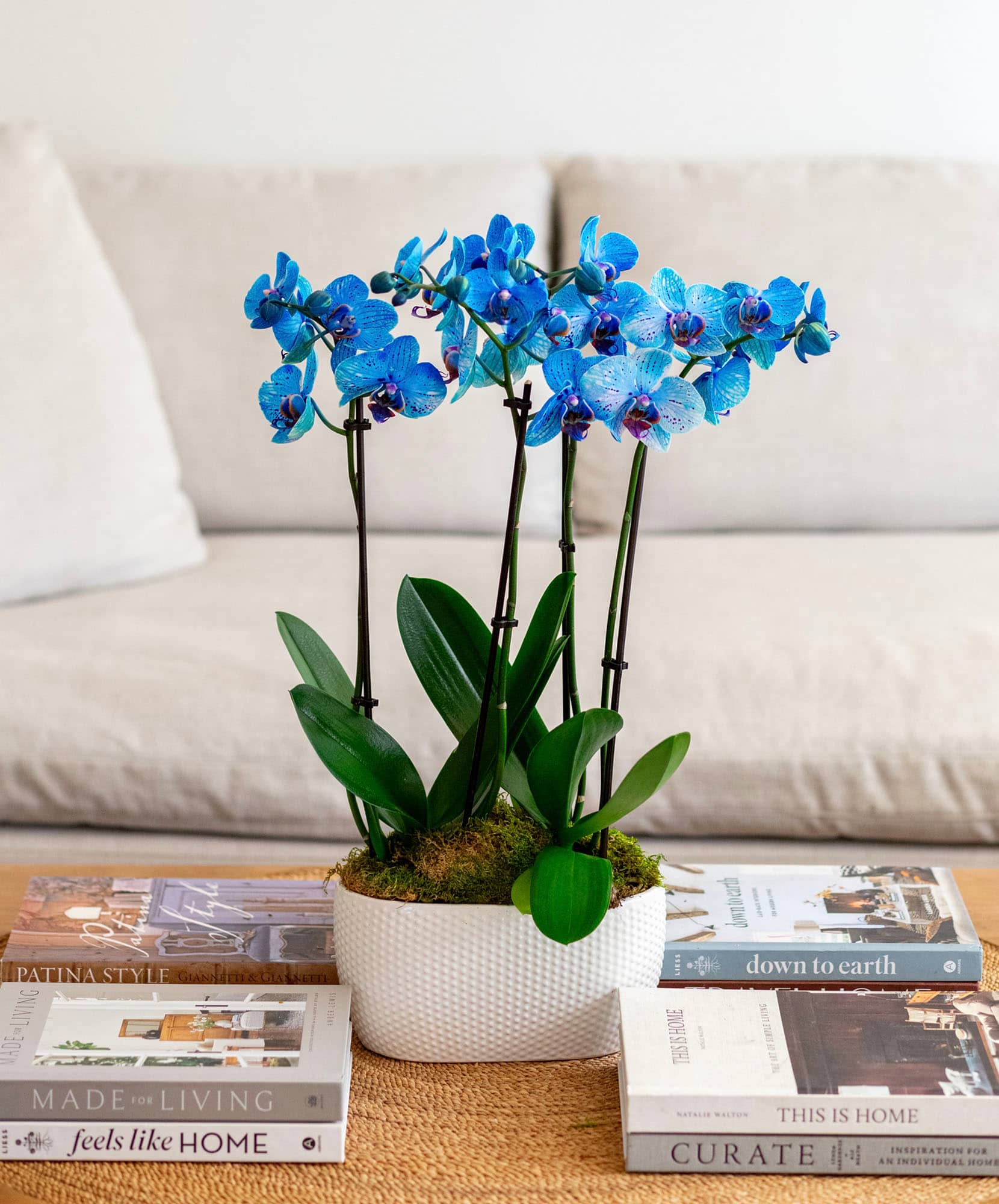 Vibrant blue orchids beautifully arranged in a modern planter on a coffee table.