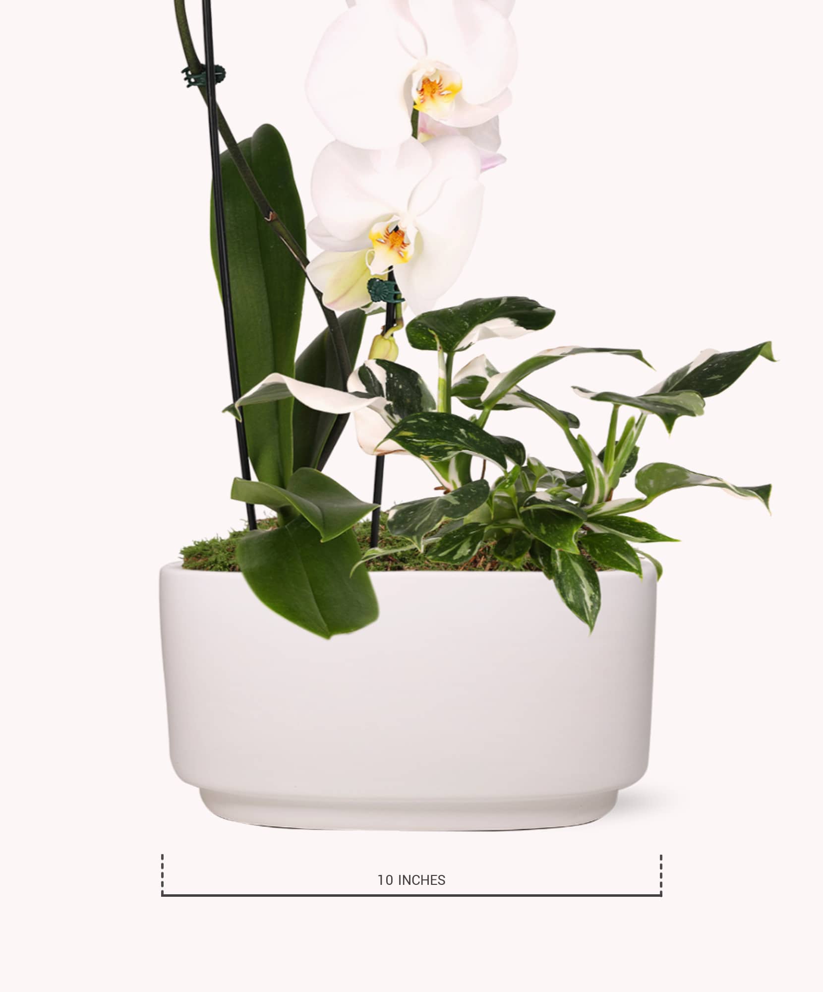 Elegant white orchids paired with lush greenery in a modern planter, enhancing any indoor space.