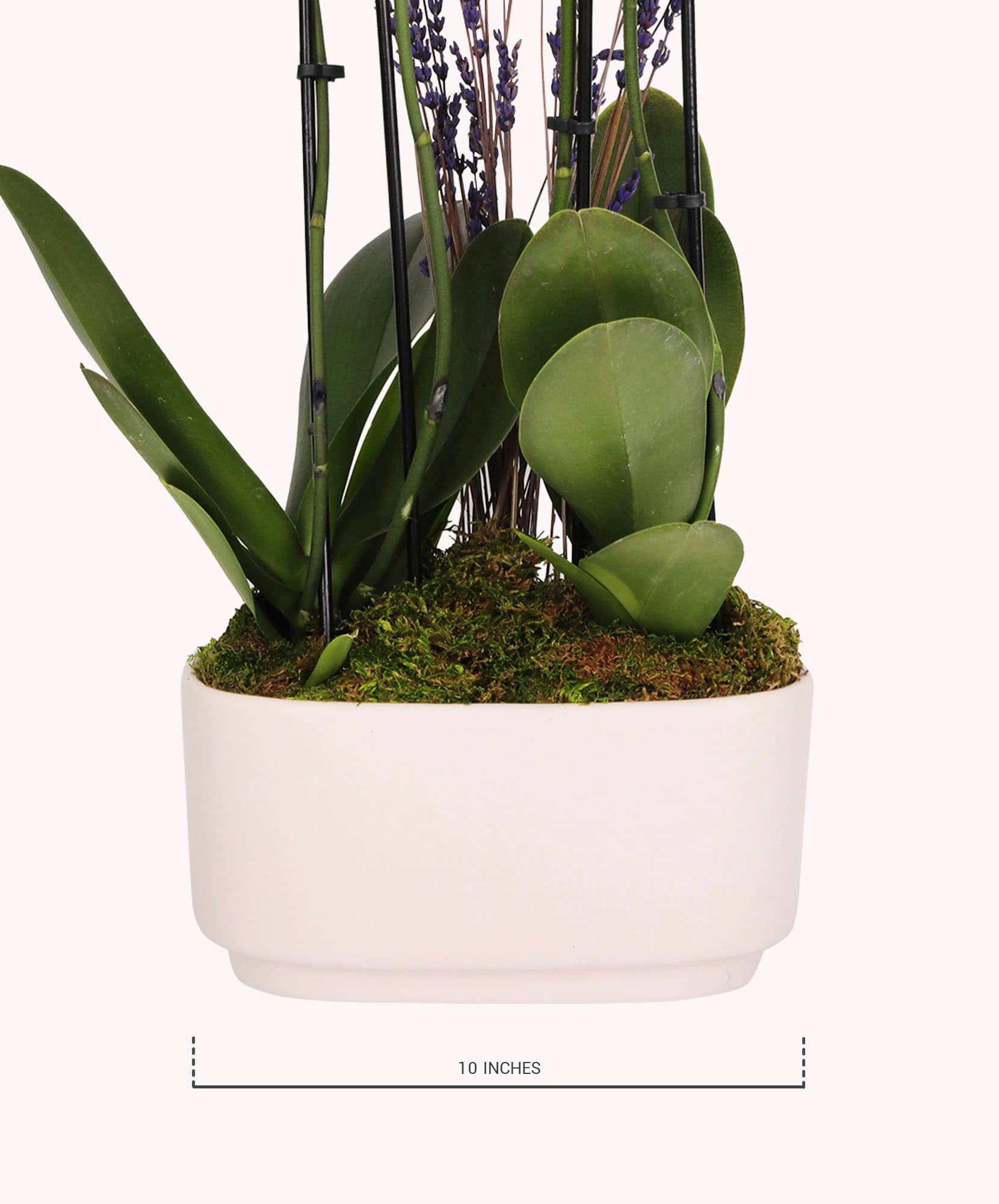 Elegant indoor plant arrangement featuring lush greenery and lavender accents in a modern pot.