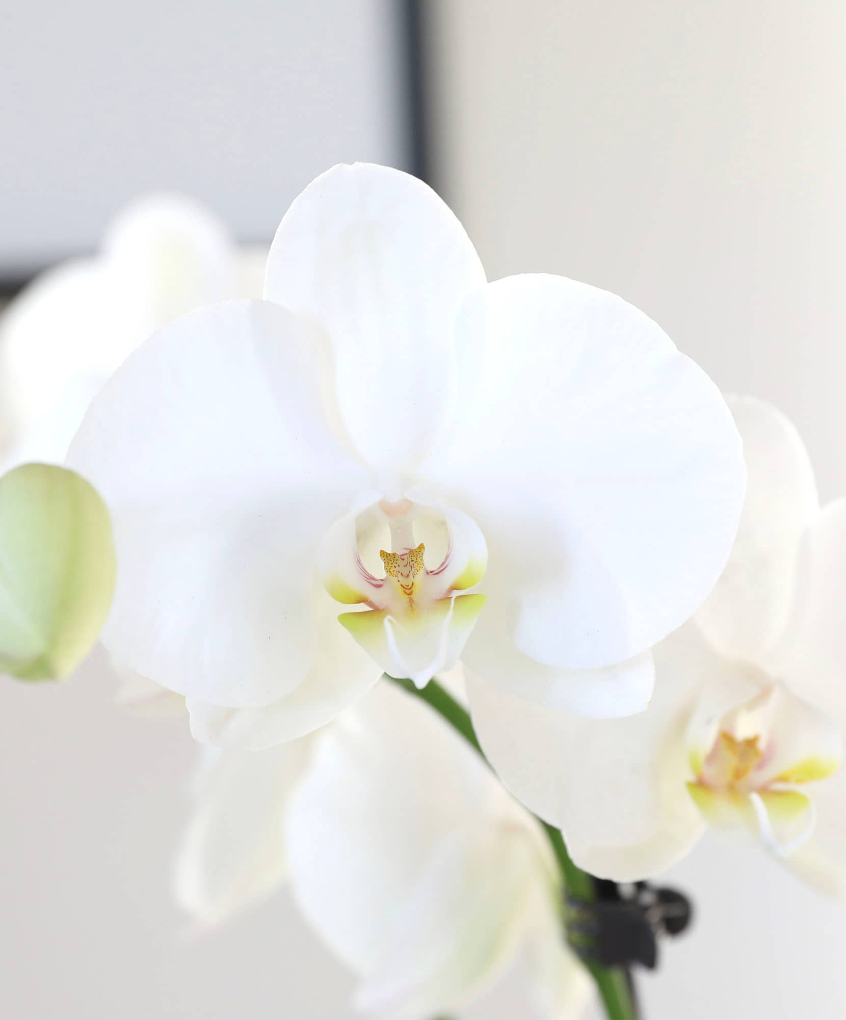 Delicate white orchids with soft petals, adding elegance to any floral display.