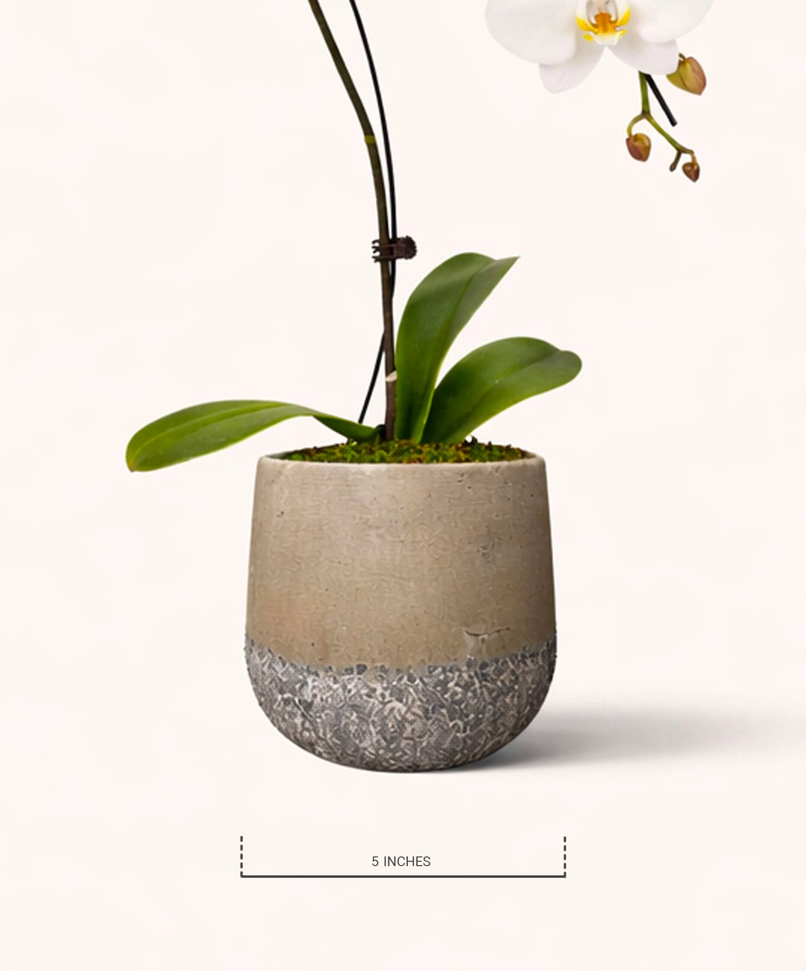 Elegant concrete planter showcasing a vibrant orchid and lush green leaves, perfect for decor.