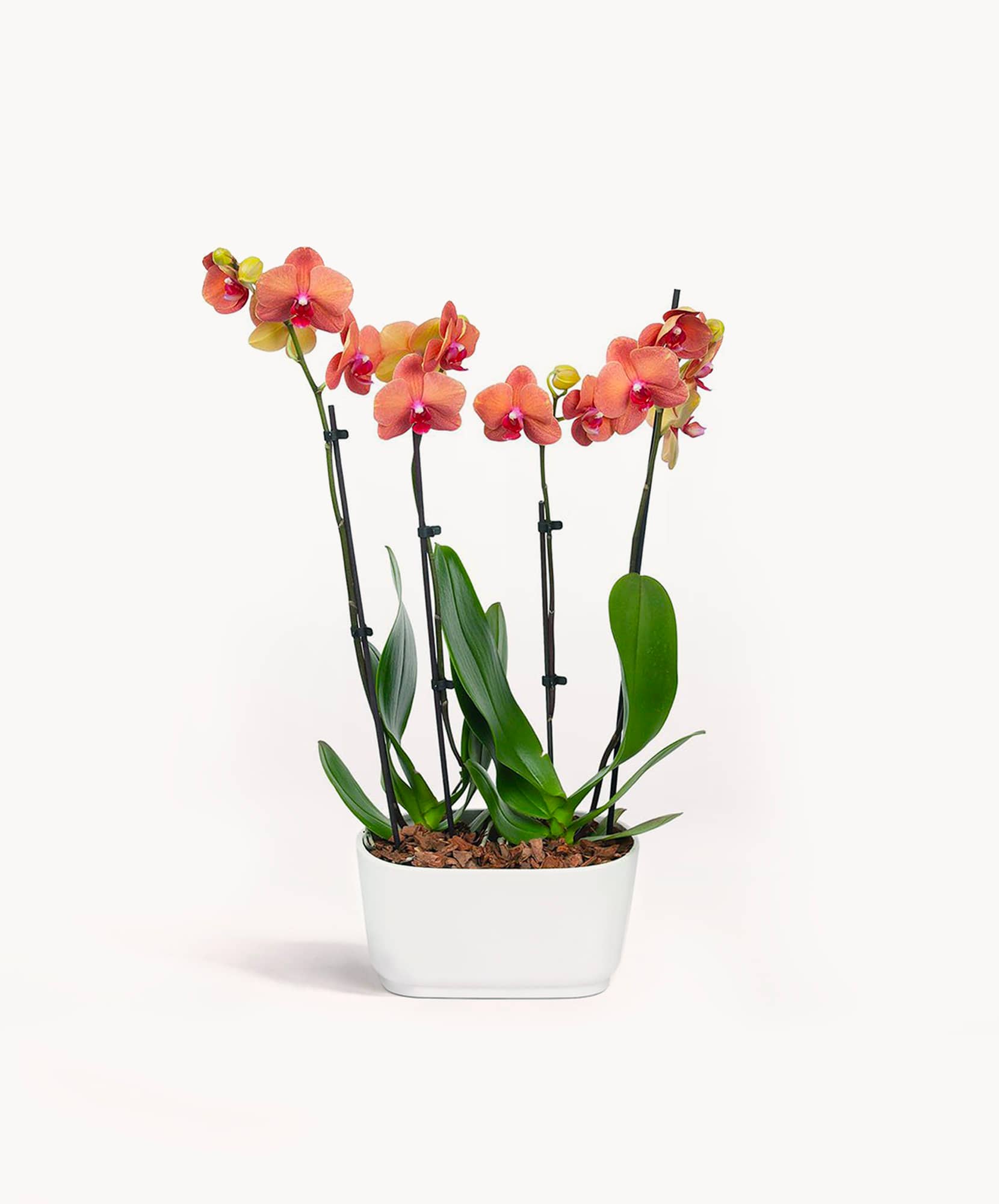 Elegant orange orchids in a sleek white pot, ideal for home decor or gifts.