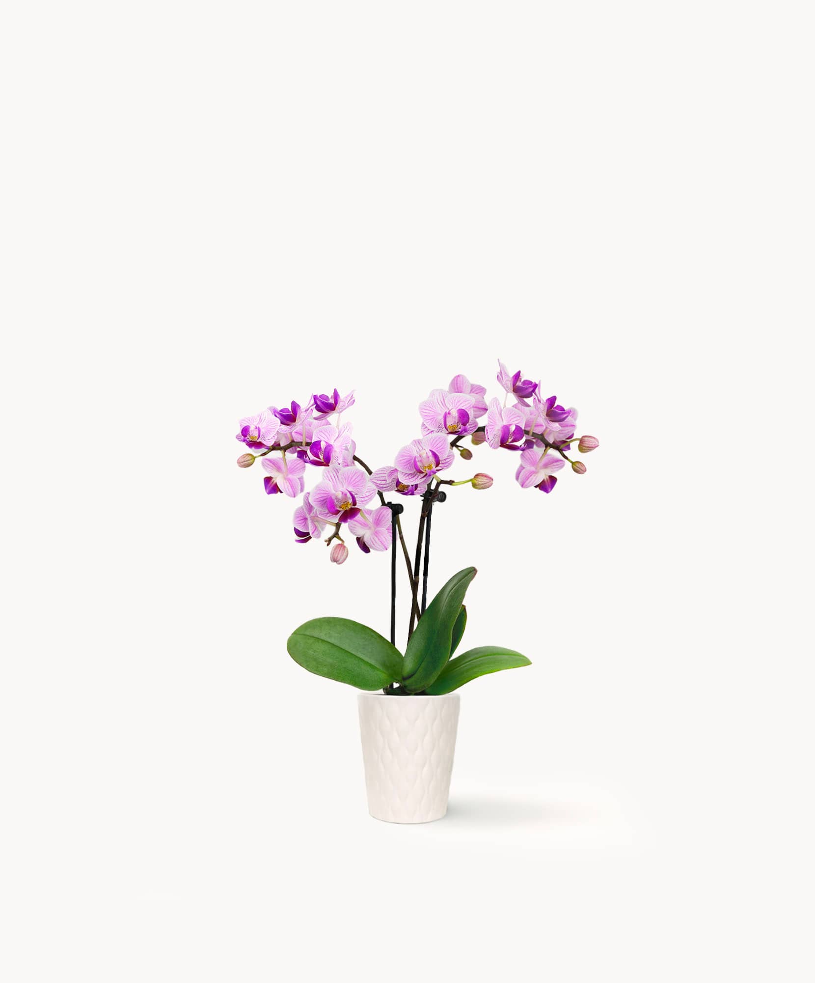 Elegant purple orchids in a white textured pot, perfect for home decor and gifting.