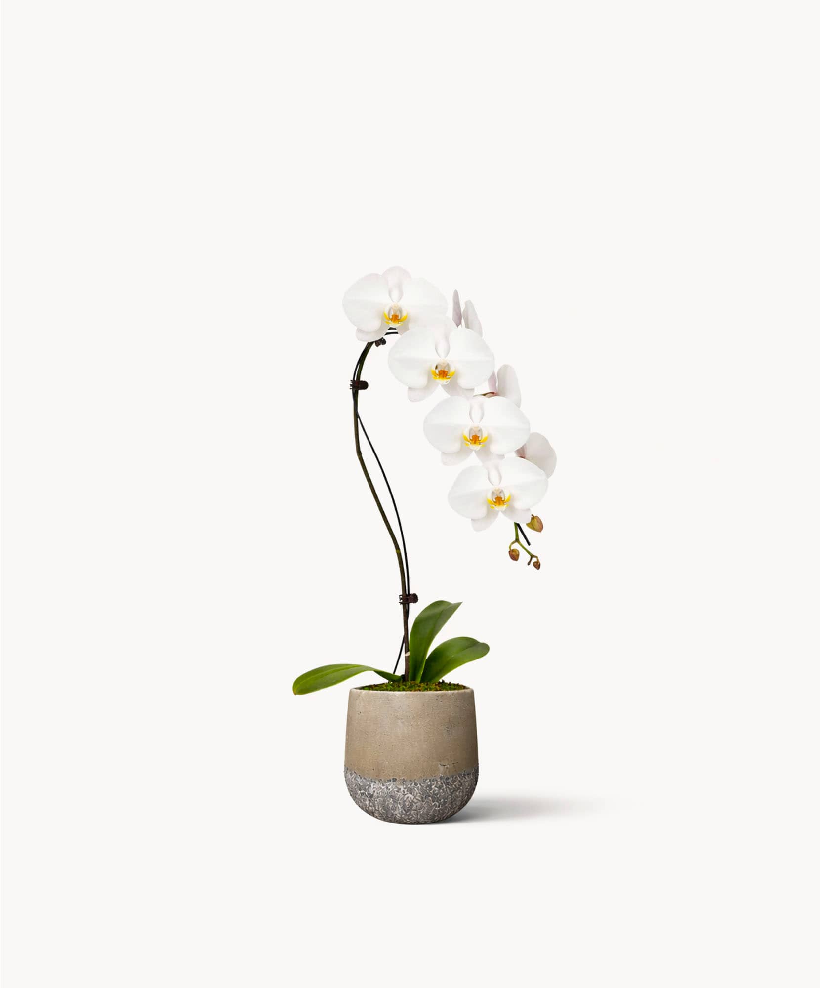 Elegant white orchid in a modern stone pot, adding sophistication to any decor.