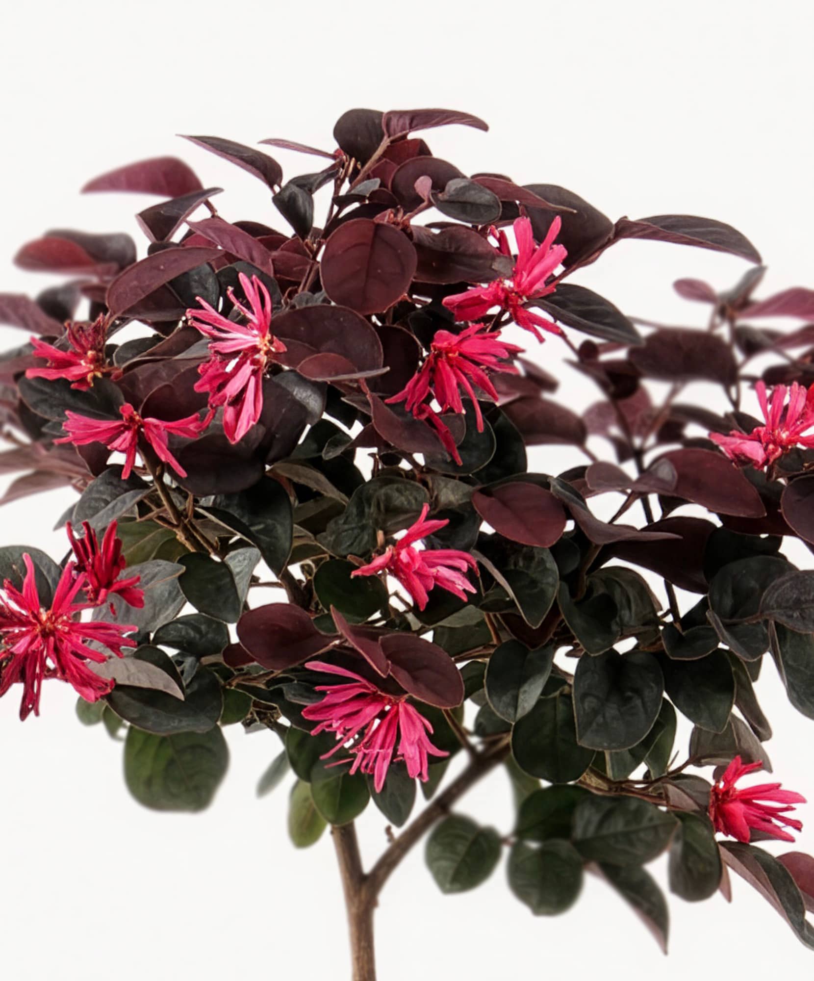 Vibrant pink flowers bloom against deep green leaves, creating a striking focal point.
