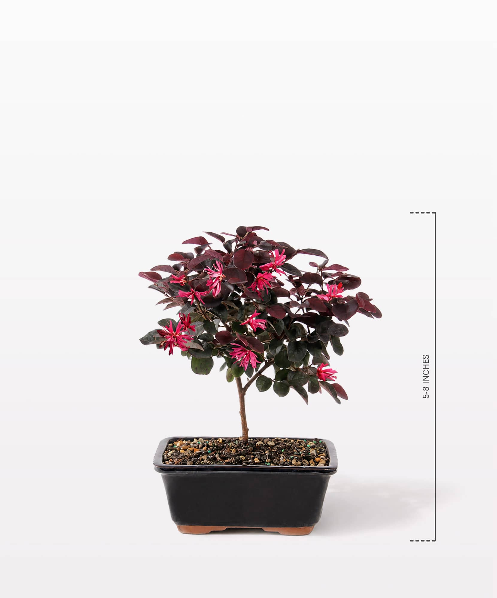 Elegant flowering plant with vibrant pink blooms in a stylish black pot, enhancing any space.
