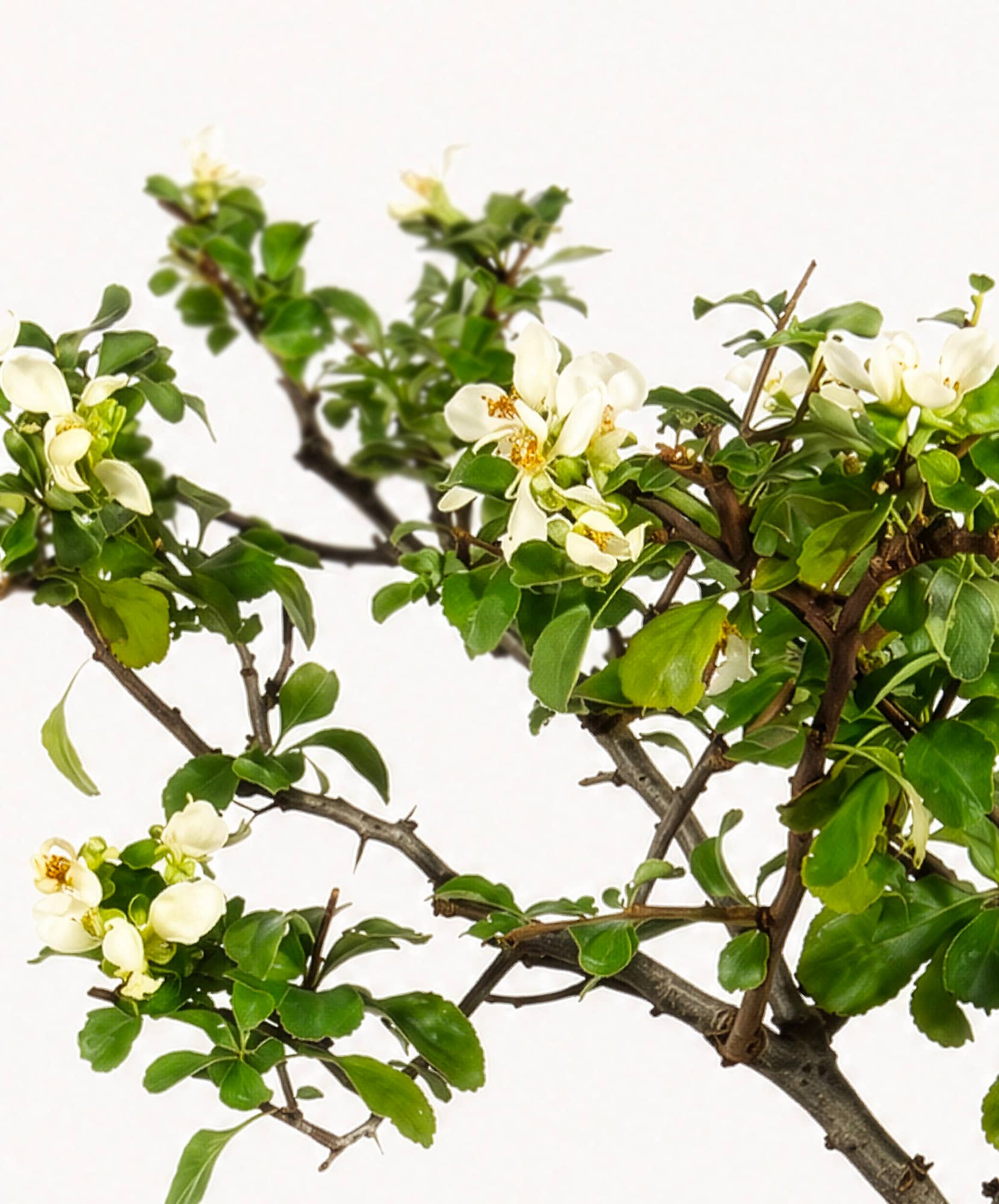 Delicate white blossoms and lush green leaves on a branching floral arrangement.