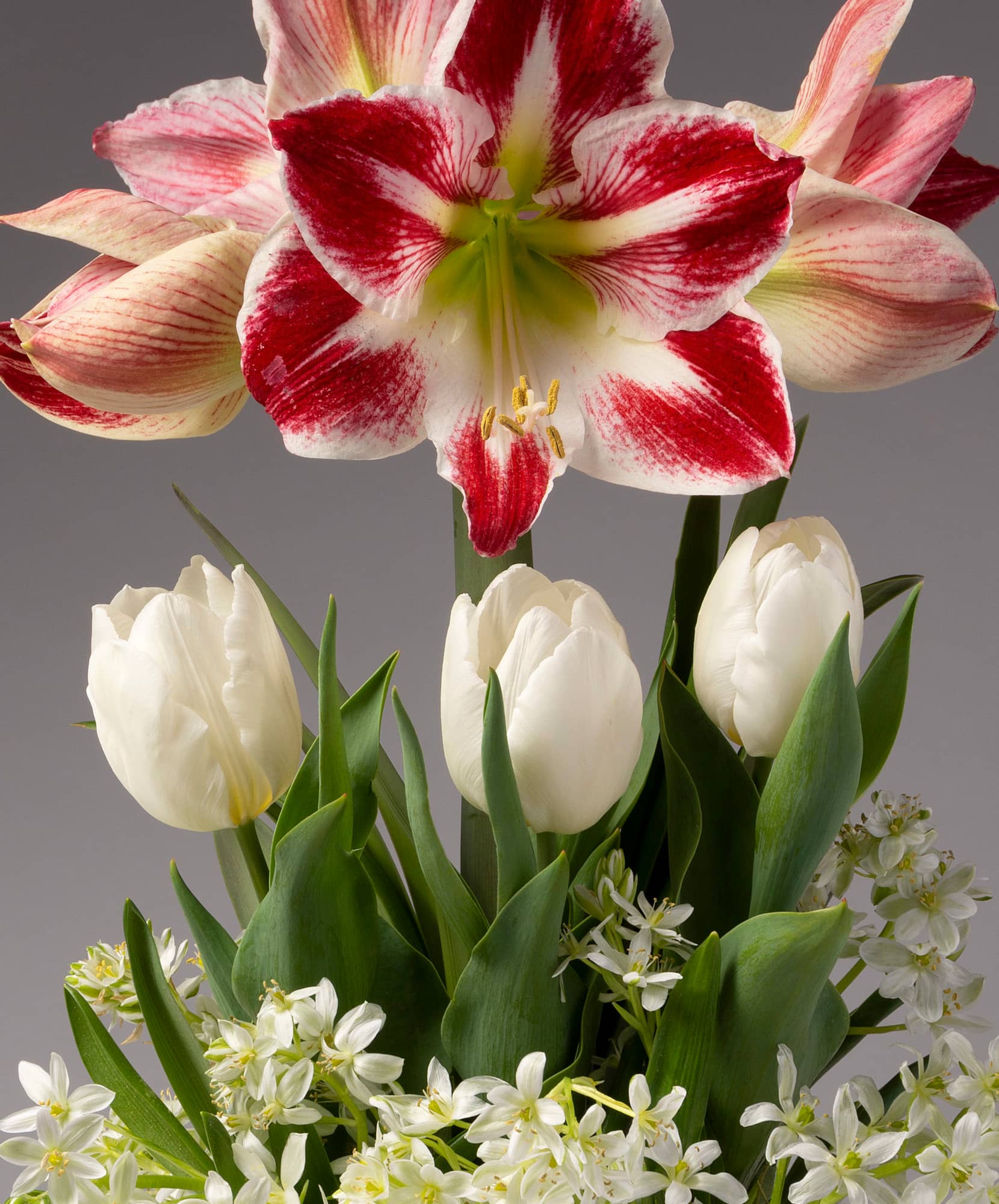 Vibrant floral arrangement featuring striped amaryllis, white tulips, and delicate greenery.