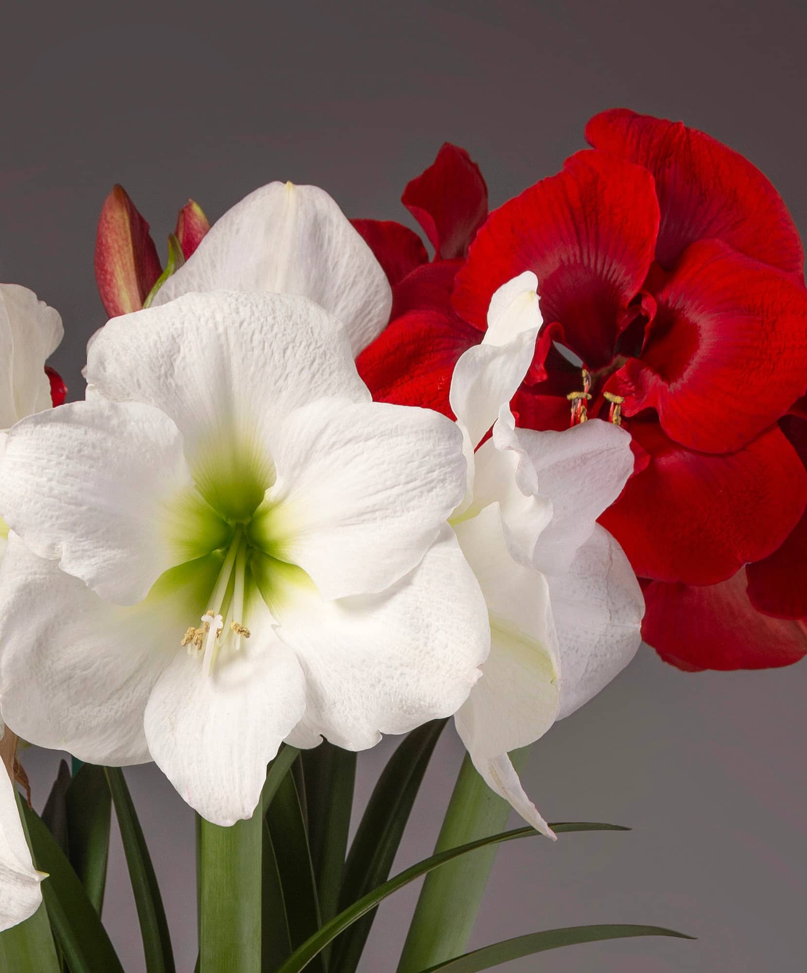 Beautiful white and red amaryllis blooms surrounded by lush green foliage.