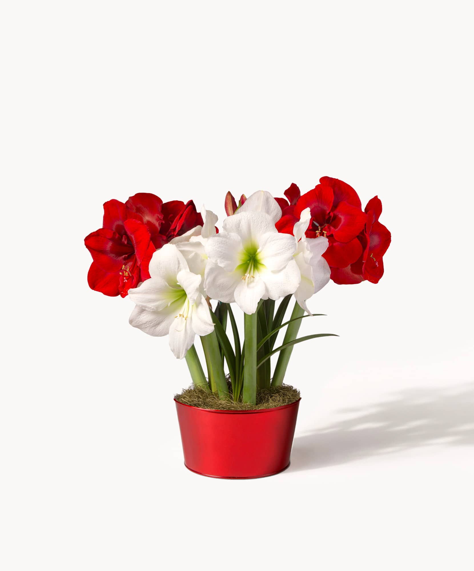 Vibrant red and white amaryllis flowers in a charming red pot, perfect for festive decor.