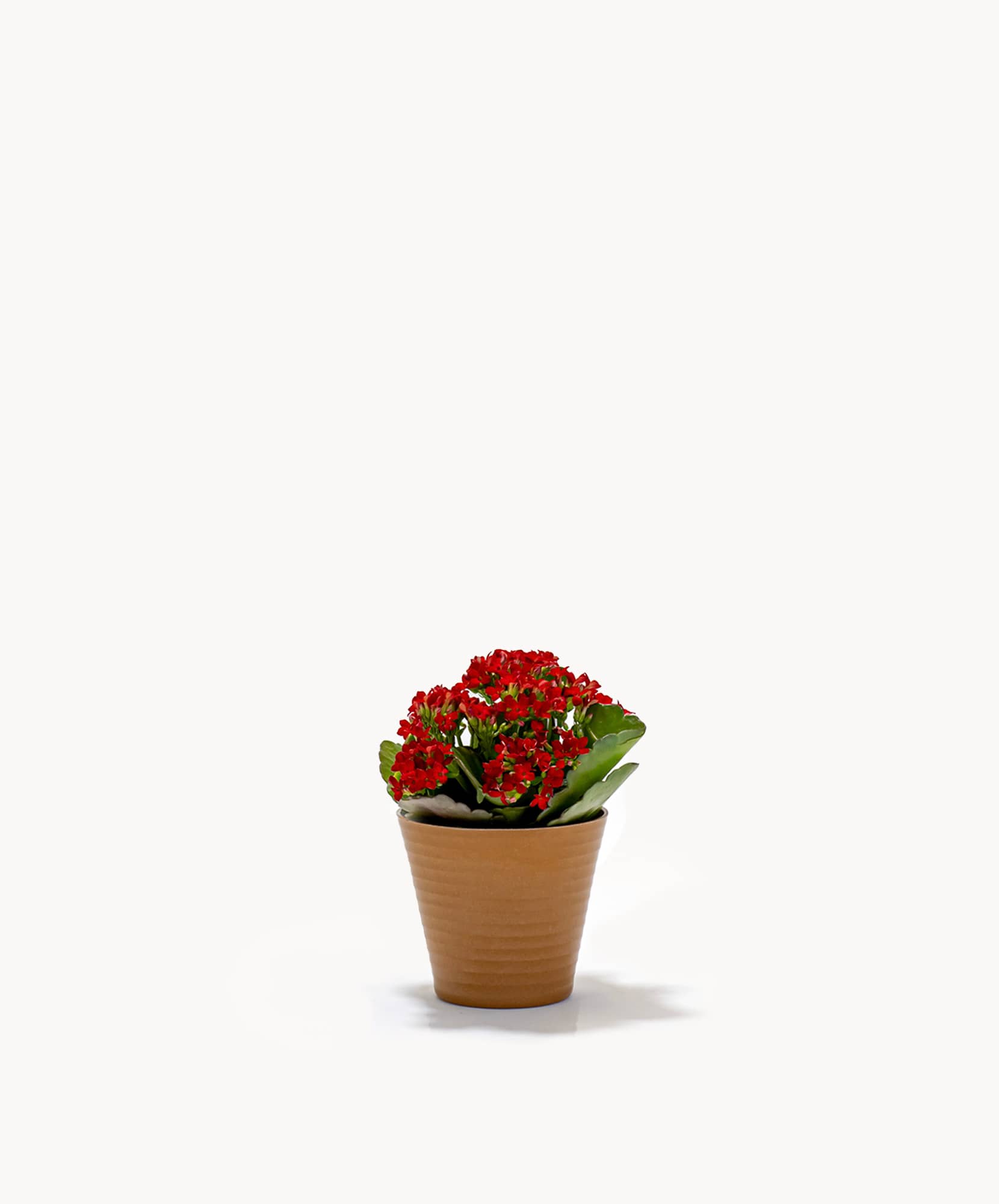 Vibrant red flowers blooming in a terracotta pot, perfect for home decor and gifts.