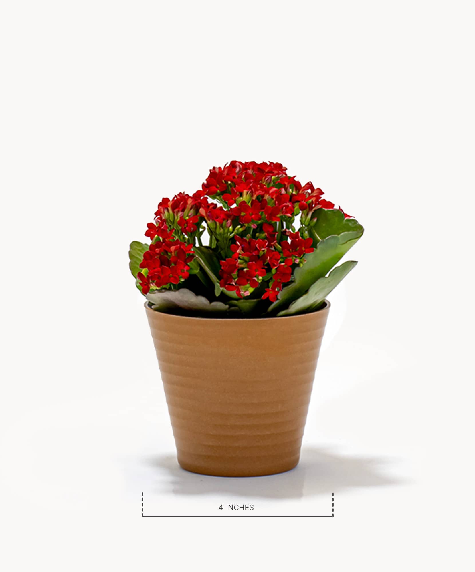 Vibrant red Kalanchoe plant in a clay pot, perfect for home decor or gifts.
