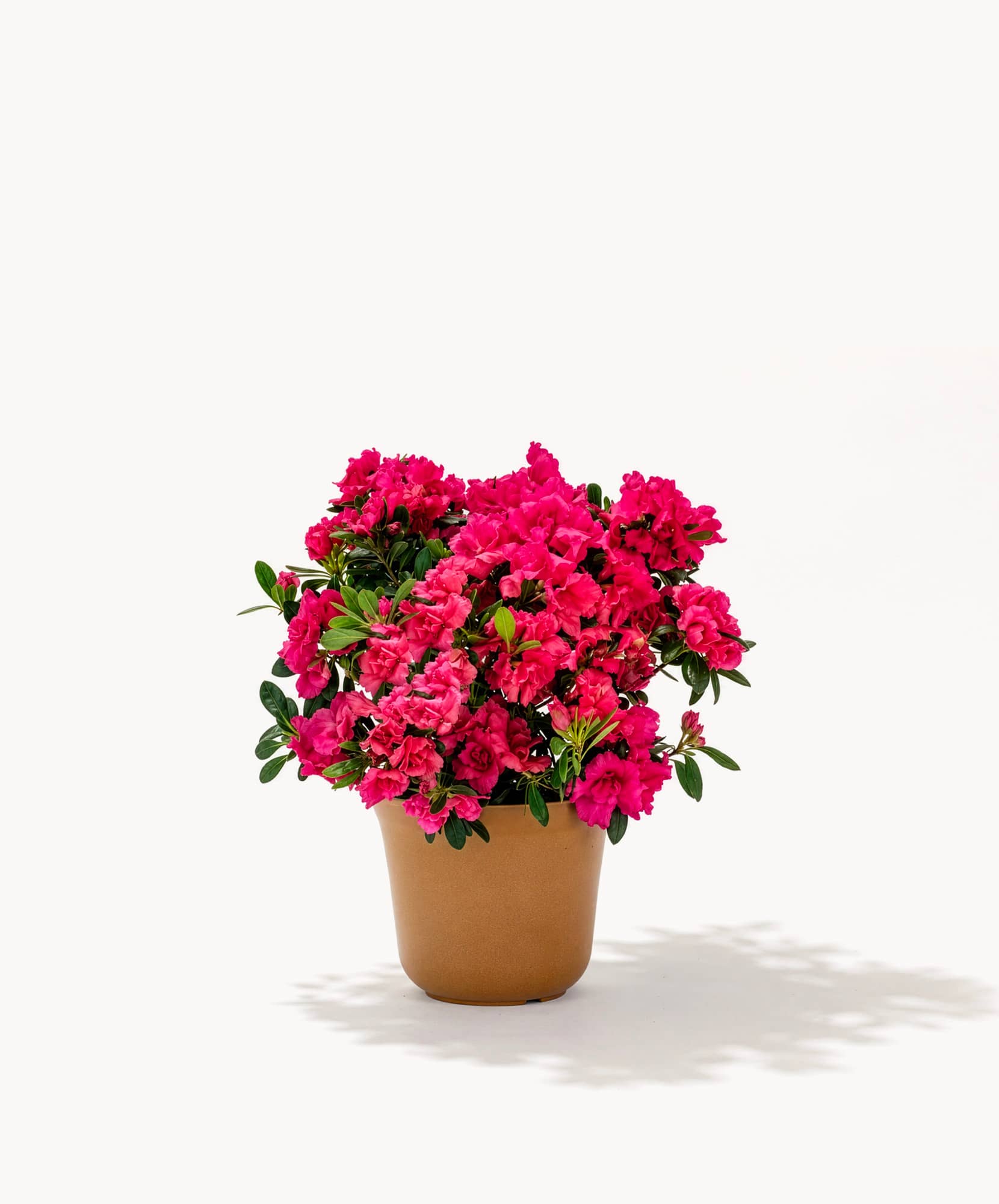 Vibrant potted azaleas in pink bloom, ideal for brightening up any space.