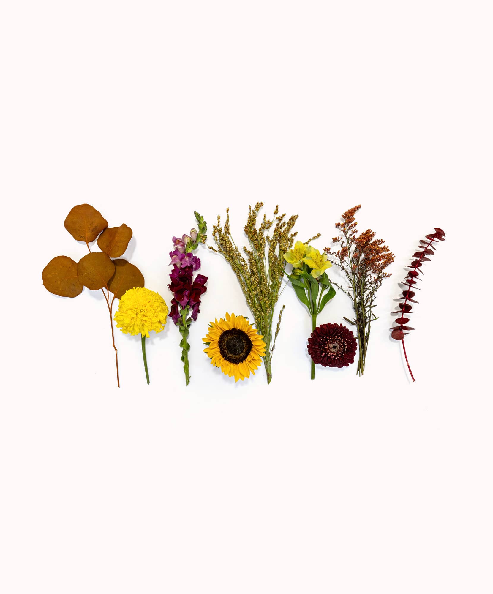 An array of vibrant dried flowers including sunflowers, marigolds, and more.