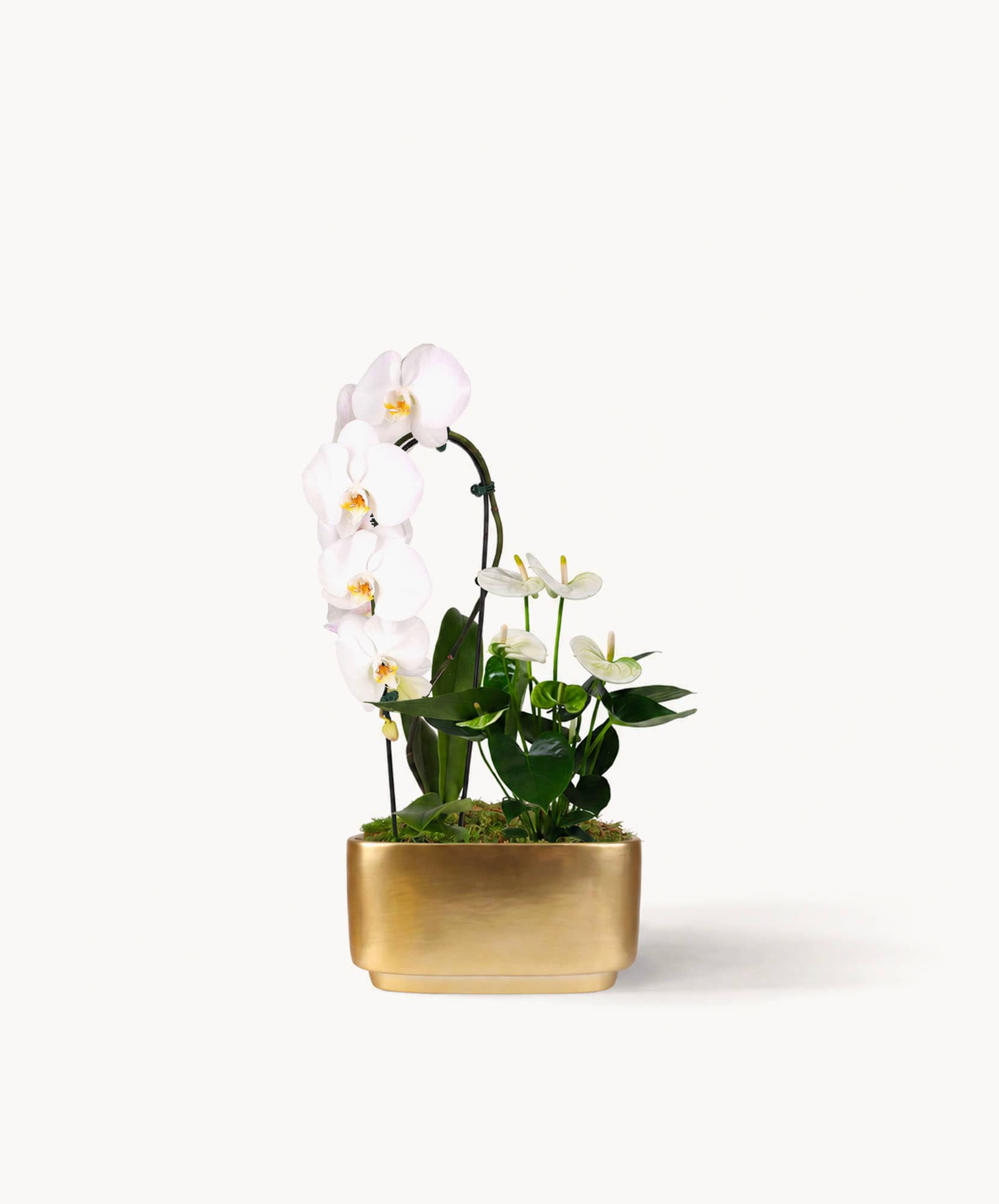 Elegant white orchids in a gold pot, perfect for home decor and gifting.