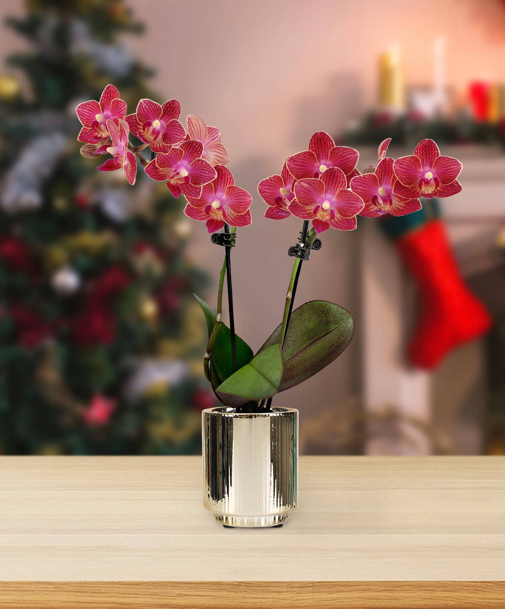 Elegant pink orchids in a sleek vase, perfect for holiday decor and festive settings.