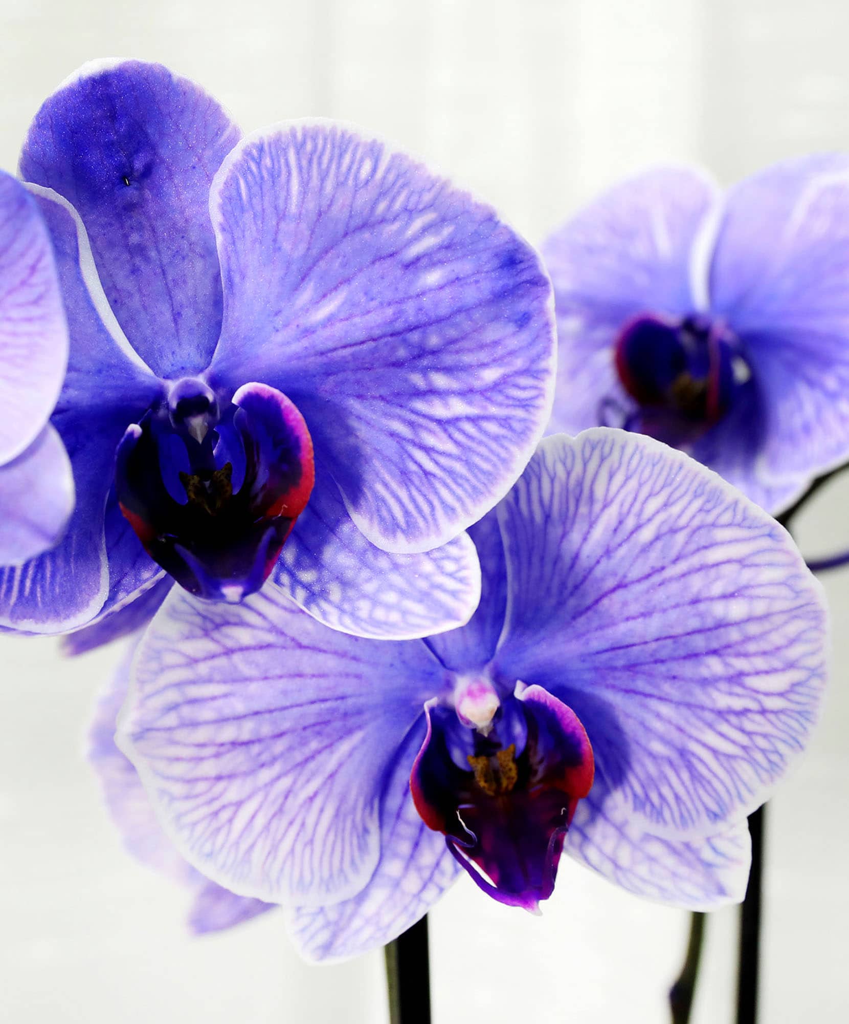 Vibrant purple orchids with delicate veining, showcasing their elegant beauty and charm.