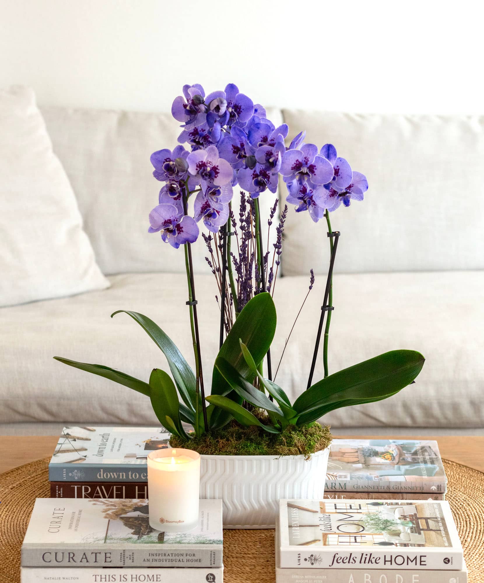 Lush purple orchids in a white ceramic pot, elegantly displayed on a stylish coffee table.