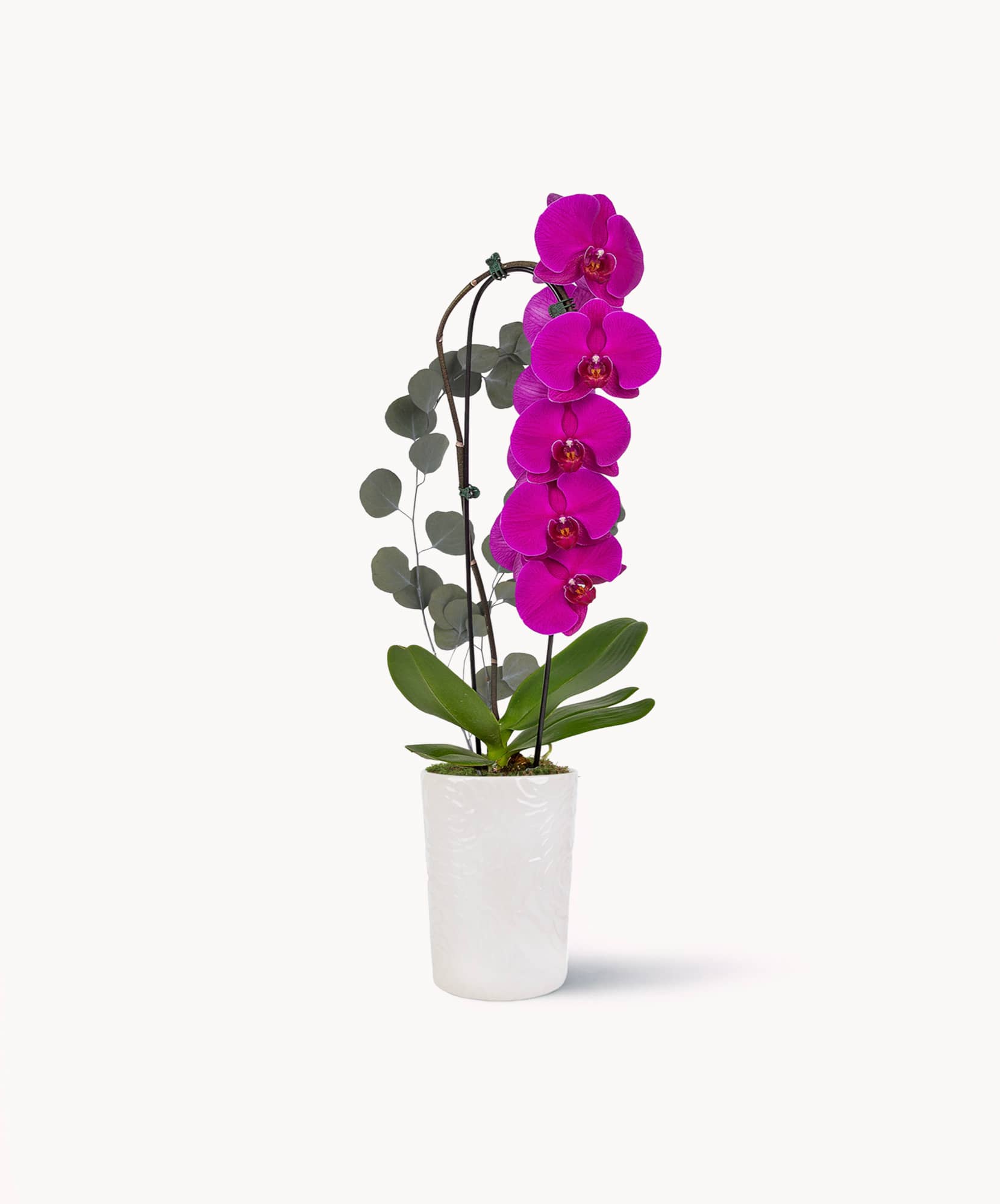 Elegant pink orchids in a sleek white pot, complemented by lush greenery for a refined display.