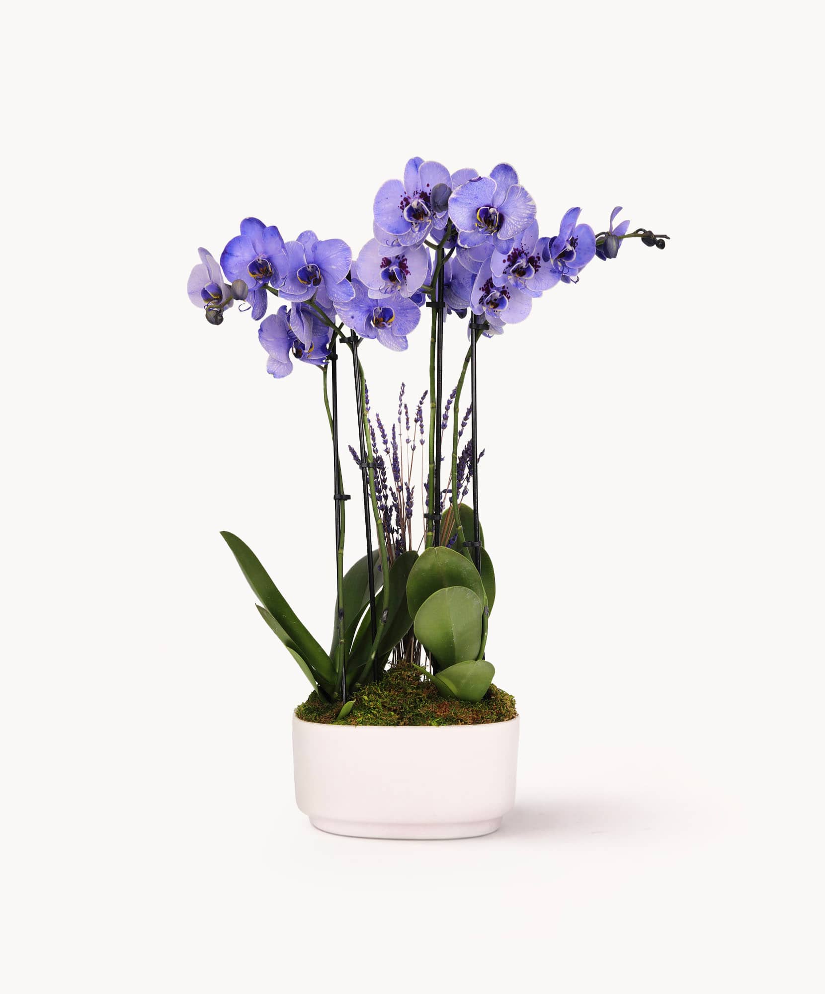 Vibrant purple orchids elegantly arranged in a modern white planter, perfect for decor.