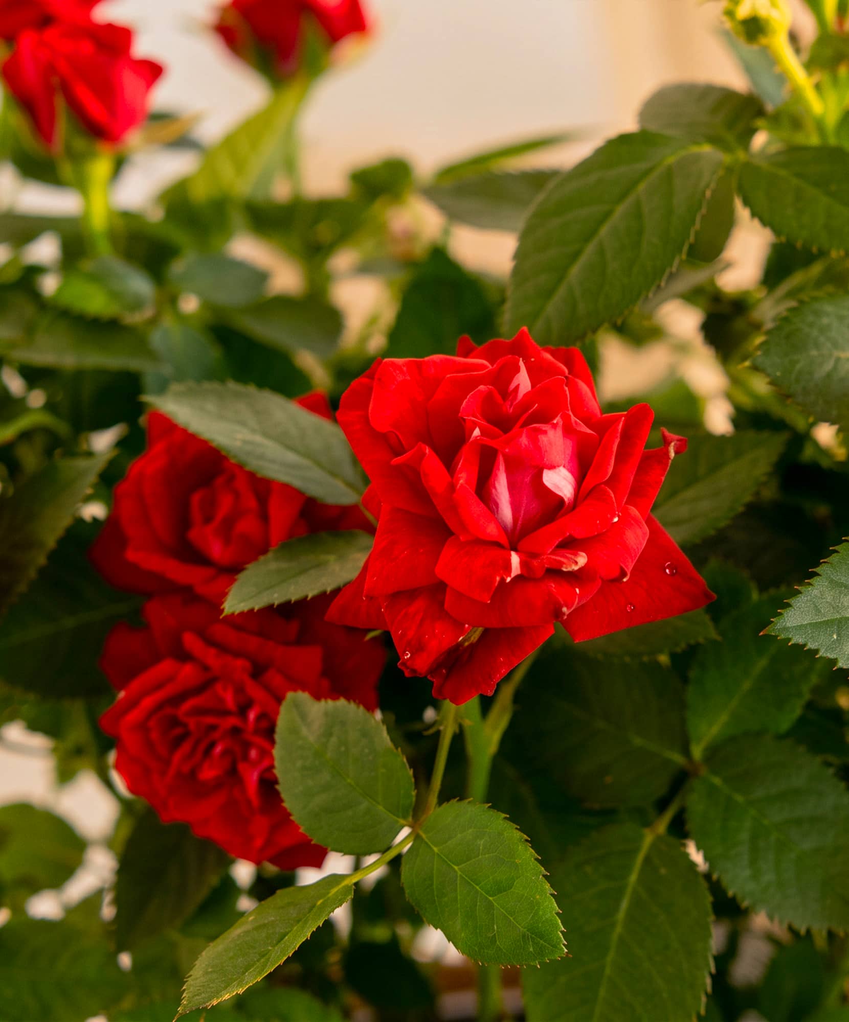 Vibrant red roses amidst lush green leaves, showcasing natural beauty and elegance.