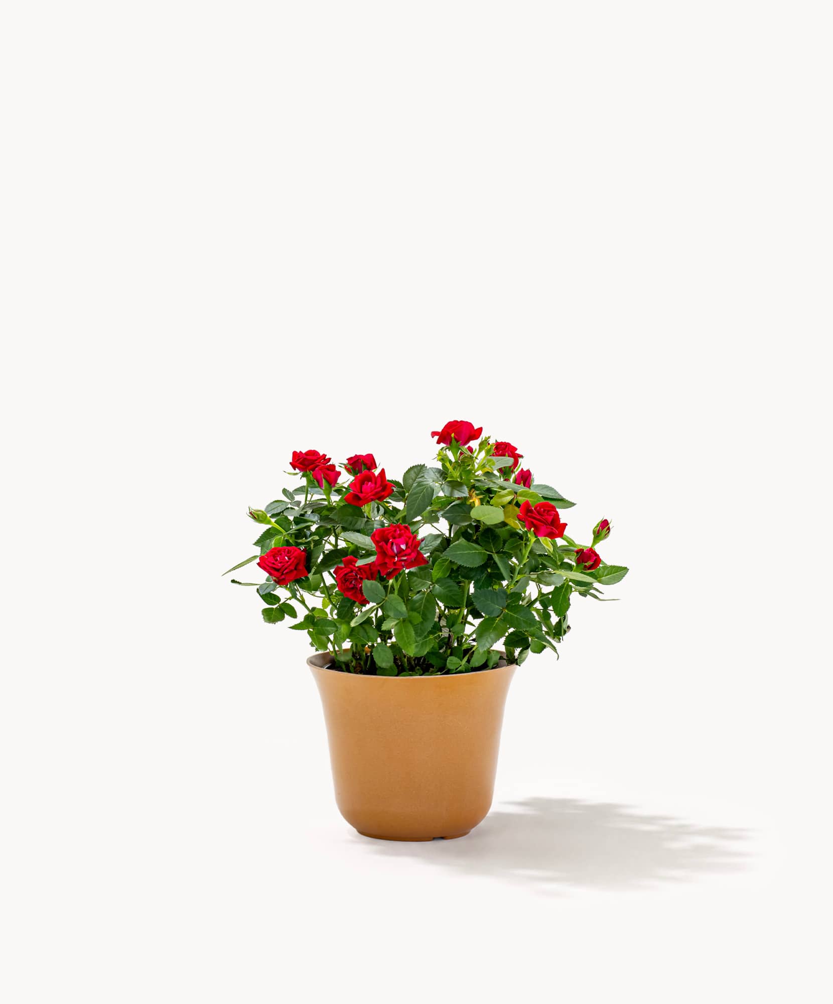 Vibrant red rose plant in a terracotta pot, perfect for indoor decoration or gifts.