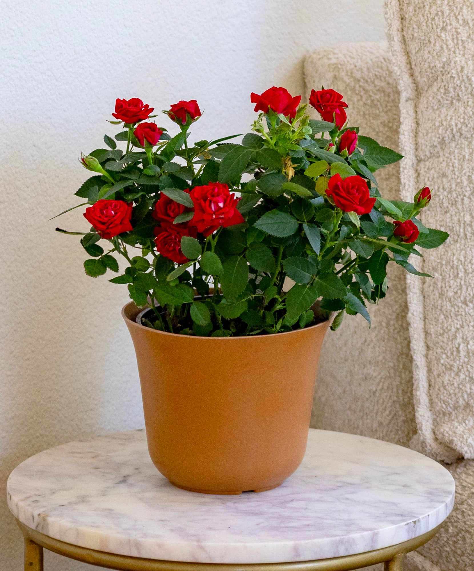 A vibrant potted rose plant with lush green leaves, adding elegance to home decor.