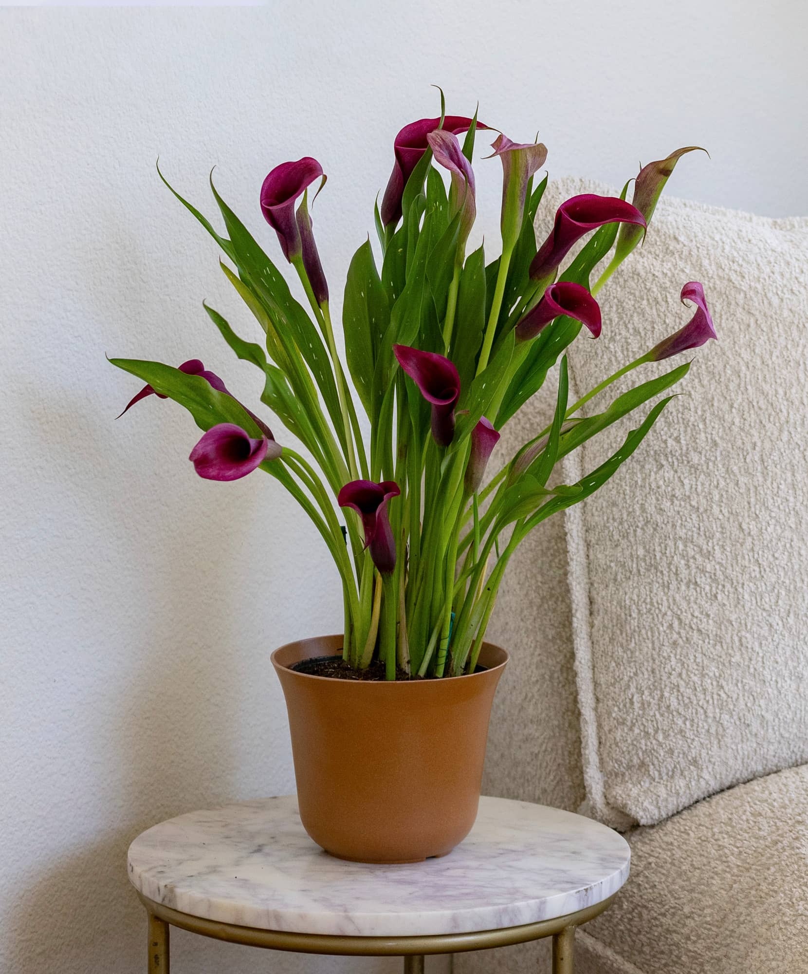 Elegant calla lilies in a terracotta pot, adding sophistication to any indoor space.